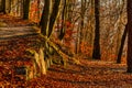 Autumn walk forest path under warm sunlight