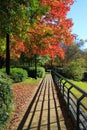 Autumn Walk with distinct shadows and brilliant fall foliage