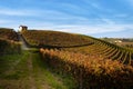 Autumn walk after harvest in the hiking paths between the rows and vineyards of nebbiolo grape, in the Barolo Langhe hills, italy Royalty Free Stock Photo