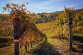 Autumn walk after harvest in the hiking paths between the rows and vineyards of nebbiolo grape, in the Barolo Langhe hills,