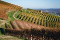 Autumn walk after harvest in the hiking paths between the rows and vineyards of nebbiolo grape, in the Barolo Langhe hills,