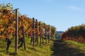 Autumn walk after harvest in the hiking paths between the rows and vineyards of nebbiolo grape, in the Barolo Langhe hills,
