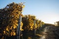 Autumn walk after harvest in the hiking paths between the rows and vineyards of nebbiolo grape, in the Barolo Langhe hills, Royalty Free Stock Photo