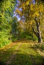 Autumn colours along a path through the woodland. Royalty Free Stock Photo