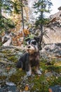 Autumn walk in the woods with a pet. A miniature schnauzer sits on a stone covered with moss and fallen leaves. Royalty Free Stock Photo