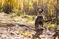 Autumn walk through the woods with a pet. The miniature schnauzer stands on a forest path in the bright rays of the sun. Royalty Free Stock Photo