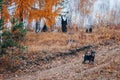 Autumn walk through the woods with a pet. The miniature schnauzer stands on a forest path waiting for the owner. Royalty Free Stock Photo