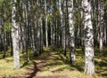 Autumn walking path in a birch grove against a background of blue sky and shadows from tree trunks Royalty Free Stock Photo