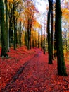 Autumn walks colourful trees reds orange yellows