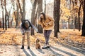 Autumn walks with the family. Happy family mother and teen boy son having fun with cocker spaniel puppy in autumn park Royalty Free Stock Photo