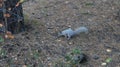 Autumn walks in the park by the pond squirrel