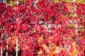 Autumn wall with wild red grapes