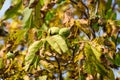 Autumn walnut tree with cracked open ripe fruits. Branch green and yellow leaves Royalty Free Stock Photo