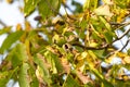 Autumn walnut tree with cracked open ripe fruits. Branch green and yellow leaves Royalty Free Stock Photo