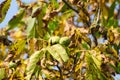 Autumn walnut tree with cracked open ripe fruits. Branch green and yellow leaves Royalty Free Stock Photo