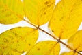 Autumn walnut tree leaf isolated on white background. Royalty Free Stock Photo