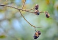 Autumn walnut tree Royalty Free Stock Photo