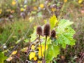 Autumn, a warm sunny day in a clearing in the park, plants completing their life .