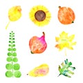 Water colored pear, sunflower, leaves, pumpkins on the white background.
