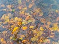 Autumn water and leaves Royalty Free Stock Photo