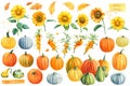 Autumn watercolor clipart. Pumpkins, sunflowers, sea buckthorn on a white isolated background. Royalty Free Stock Photo