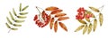 Autumn watercolor isolated illustration on white background. Pumpkins, maple leaf, acorns, oak leaf, mushrooms, physalis Royalty Free Stock Photo