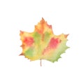 Autumn Watercolor Leaf - green, red, brown, gold. Isolated on White Background. Fall Illustration for Sales, Greeting Royalty Free Stock Photo