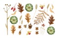 Autumn watercolor leaves isolated on white background. Tulip tree, oak, maple, ash, birch,beech, grapes decorative set Royalty Free Stock Photo