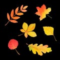 Autumn watercolor set. Bright leaves isolated on black. Royalty Free Stock Photo