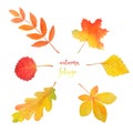 Autumn watercolor set. Bright leaves isolated on white. Royalty Free Stock Photo