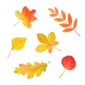 Autumn watercolor set. Bright leaves isolated on white. Royalty Free Stock Photo