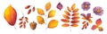 Autumn watercolor set of fall leaves, acorn, berries, aster flowers