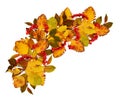 Autumn wave arrangement from dry colored leaves and rowan berries