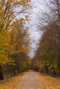 Autumn way with yellow trees on both sides. Podlachia. Poland