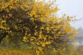 Beautiful bright yellow leaves hang on the crowns and branches of an apricot tree.