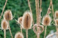 A field of wild teasels in front of a green hedge