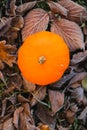 Autumn weather. pumpkin in leaves in hoarfros.First frosts.White frost on brown leaves. Beautiful nature wallpaper.