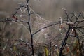 Autumn web in the first rays of the sun in a meadow Royalty Free Stock Photo