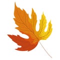 autumn webbed leaf