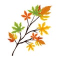 autumn webbed leaves Royalty Free Stock Photo