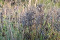 Autumn weedy meadow grasses in sunset light Royalty Free Stock Photo