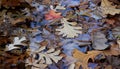 Autumn wet color leaves.