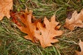 Autumn wet leaves top view on green grass Royalty Free Stock Photo