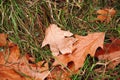 Autumn wet leaves top view on green grass Royalty Free Stock Photo