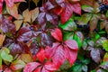 Autumn wet leaves with berries after rain, hedgerow. Royalty Free Stock Photo