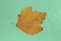 Autumn wet maple leaf with drops Royalty Free Stock Photo