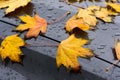 In autumn, wet maple leaves with drops of water lie on the dark radiator of a car after the rain Royalty Free Stock Photo