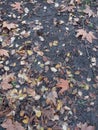 Autumn wet soil covered with leaves Royalty Free Stock Photo