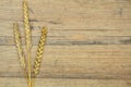 Autumn wheat on old wood texture Royalty Free Stock Photo