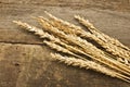 Autumn wheat Royalty Free Stock Photo